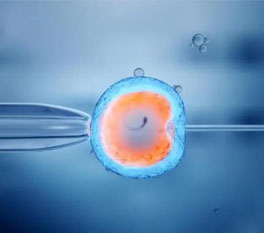 体外受精，胚胎培养